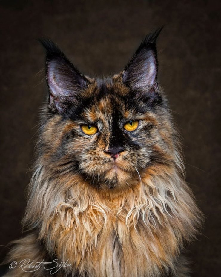 21 Stunning Pics Of Maine Coons World S Largest Domesticated Cats
