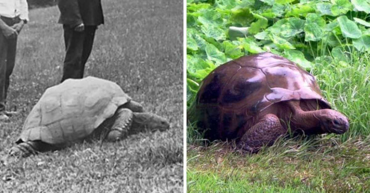 Meet Jonathan! The 190-year-old tortoise, photographed in 1886 and today!