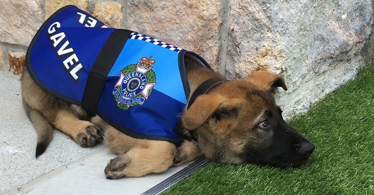 a-cute-german-shepherd-who-is-too-sociable-for-the-police-gets-an