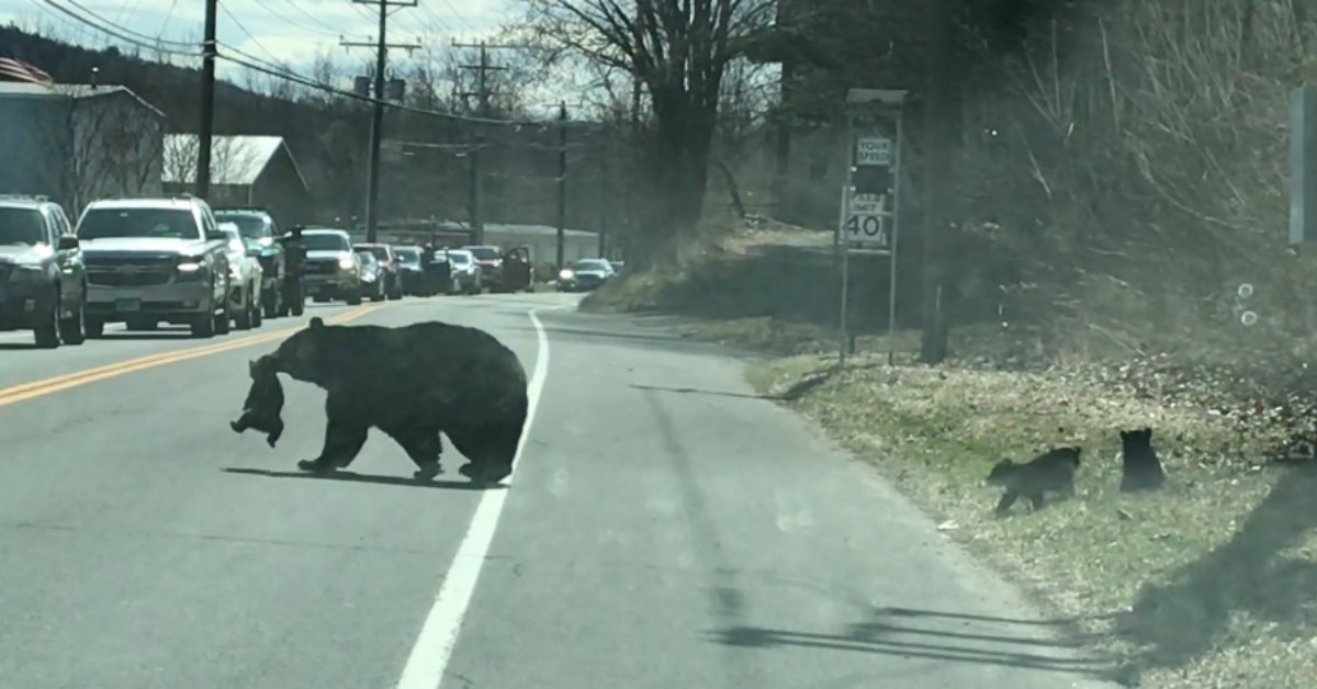 The love of a mother is never ending mother bear stops traffic and