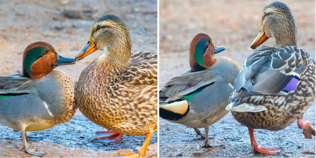 The Most Adorable Couple - A Tiny Duck and his Girlfriend who's Three ...